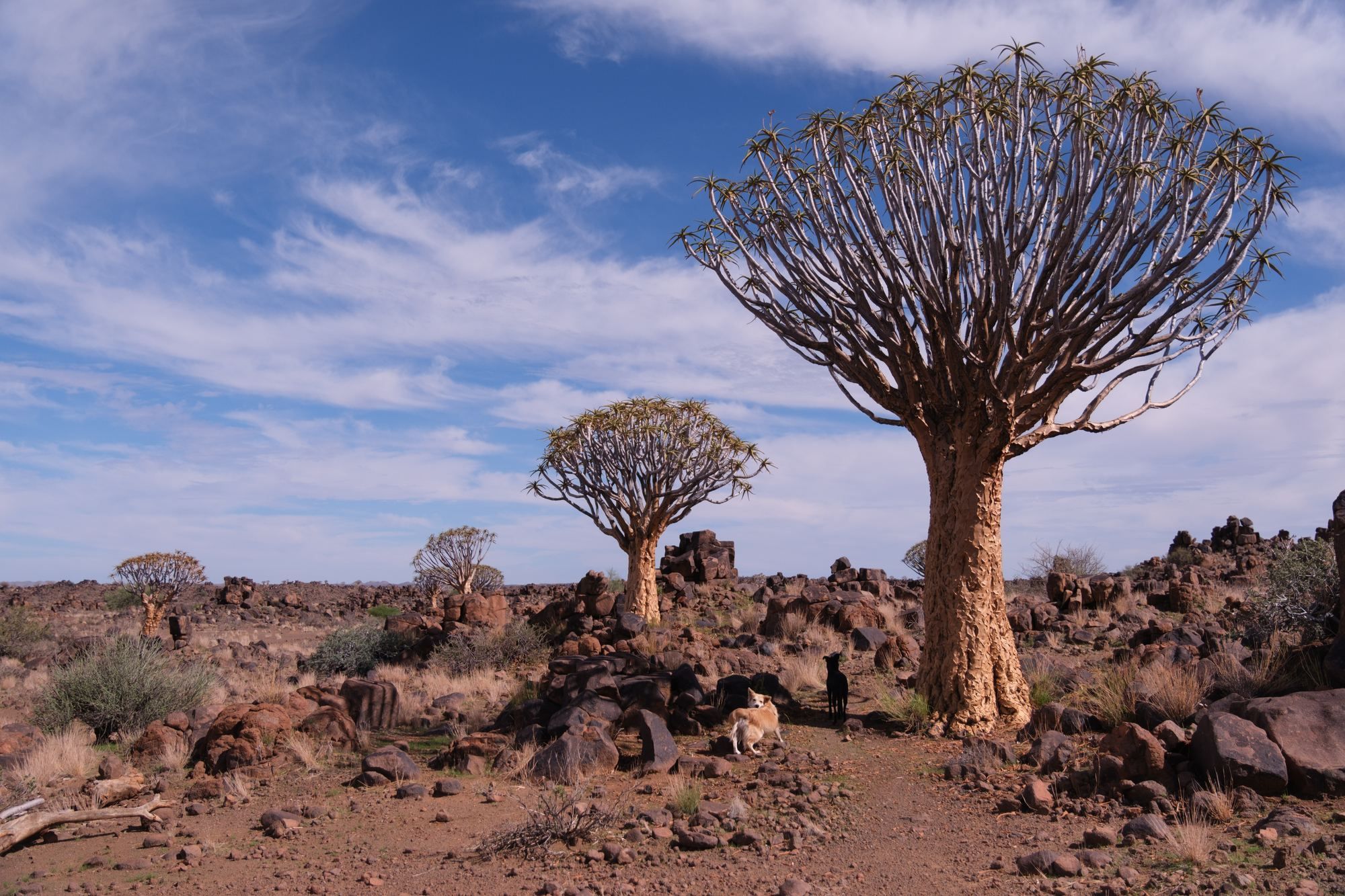Etosha pan with elephants at waterhole