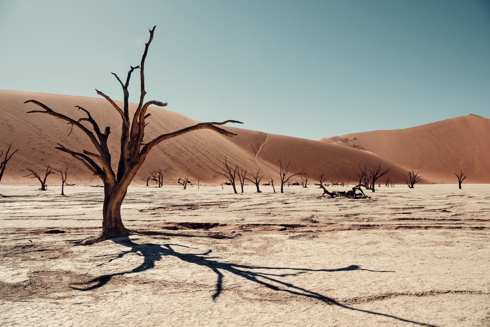 Deadvlei clay pan with ancient camel thorn trees