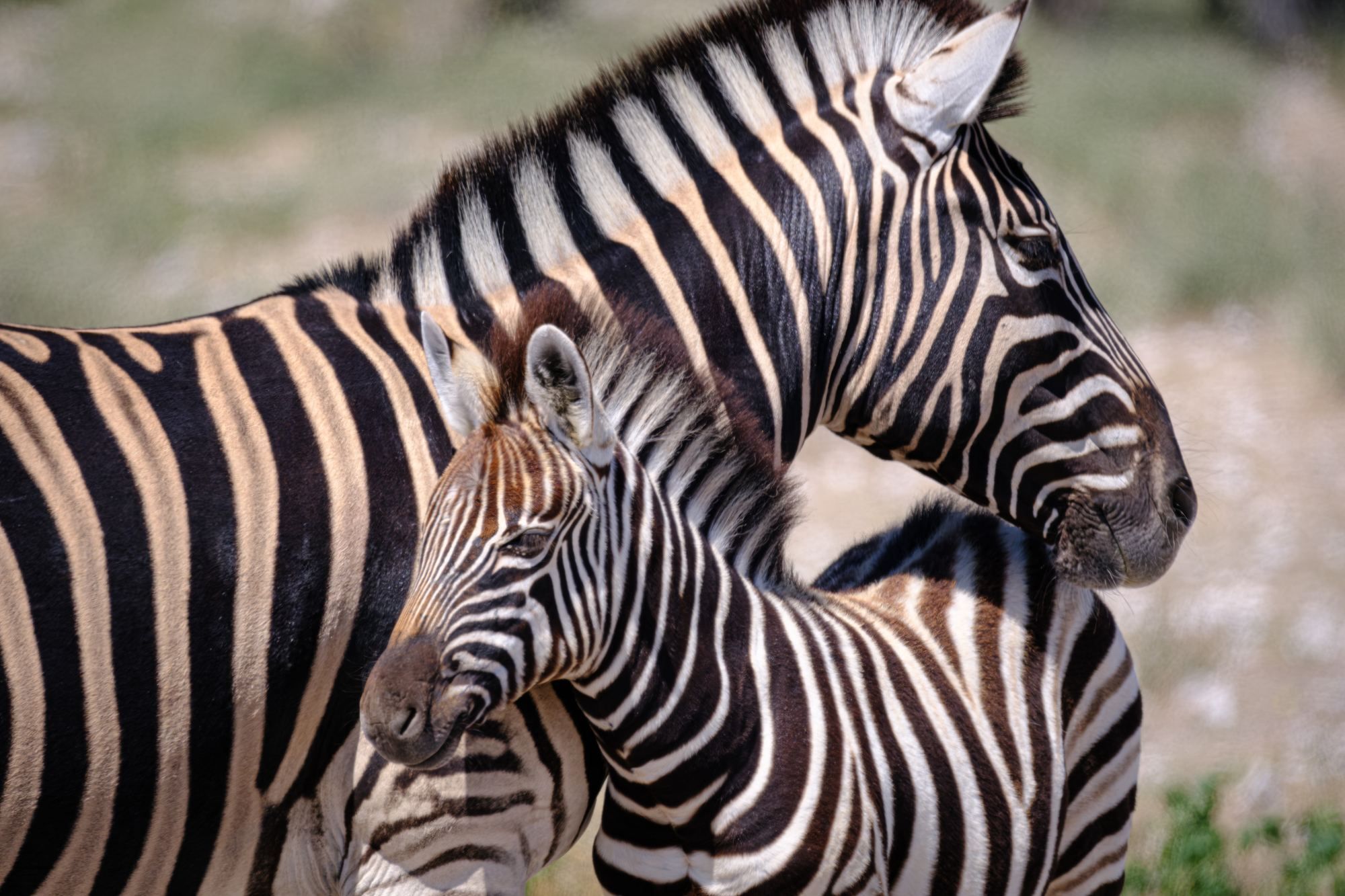 Namibian desert road through rocky landscape